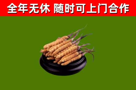 锦江回收冬虫夏草
